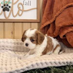 Carlet, Cavalier King Charles Spaniel Puppy